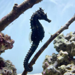 Erectus Seahorse