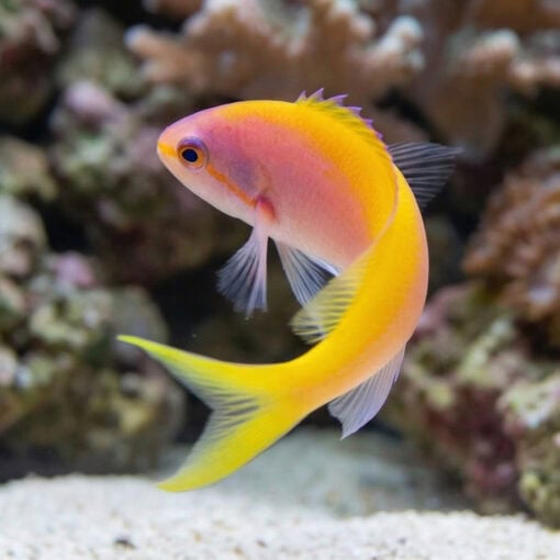 Evansi Anthias - Image 2