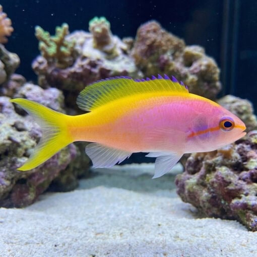Evansi Anthias - Image 3