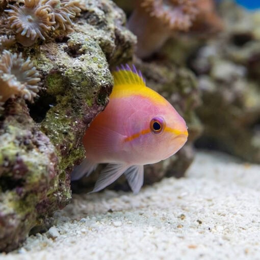 Evansi Anthias - Image 4