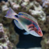 Exquisite Fairy Wrasse