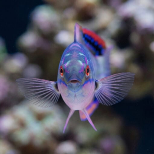 Exquisite Fairy Wrasse - Image 2