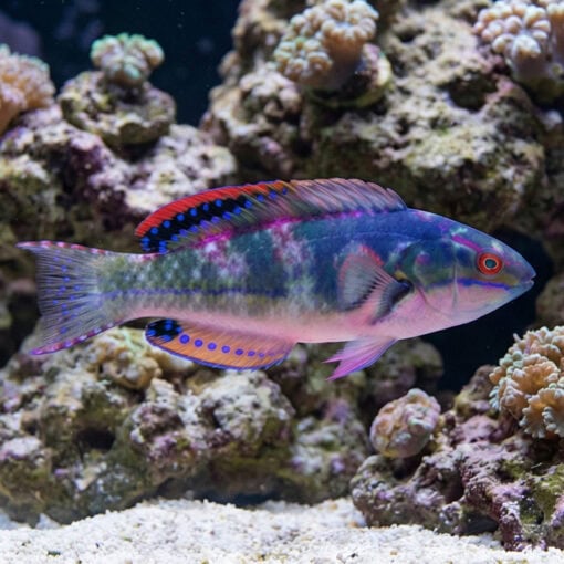 Exquisite Fairy Wrasse - Image 4
