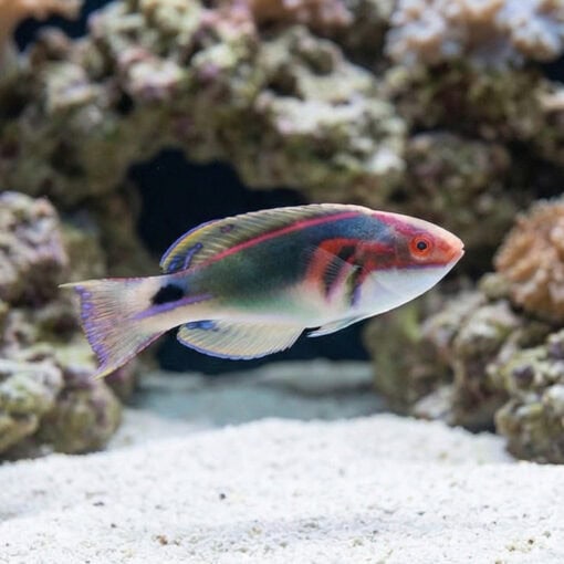 Exquisite Fairy Wrasse - Image 3