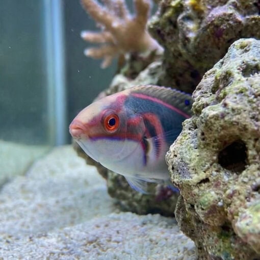 Exquisite Fairy Wrasse - Image 5