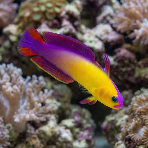 Exquisite Firefish