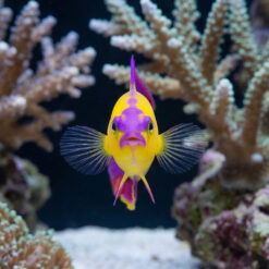 Alternative view of Exquisite Firefish
