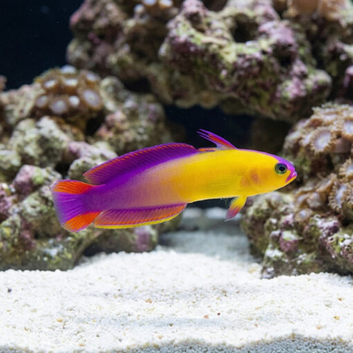 Exquisite Firefish - Image 3