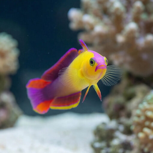 Exquisite Firefish - Image 4