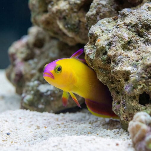 Exquisite Firefish - Image 5