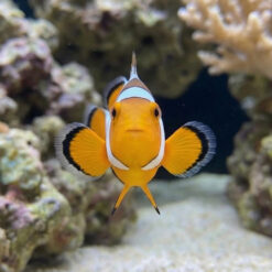 Alternative view of Extreme Snow Onyx Percula Clownfish: Captive Bred