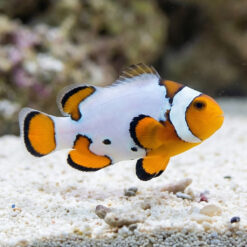 Extreme Snow Onyx Percula Clownfish: Captive Bred
