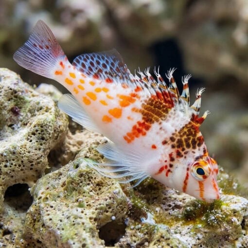 Falco Hawkfish