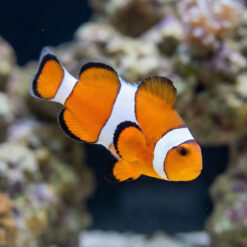 False Percula Ocellaris Clownfish