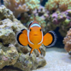 Alternative view of False Percula Ocellaris Clownfish: Captive Bred