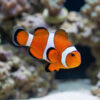 False Percula Ocellaris Clownfish: Captive Bred