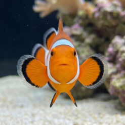 Alternative view of False Percula Ocellaris Clownfish: Captive Bred