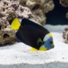 False Personifer Angelfish