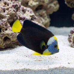 False Personifer Angelfish