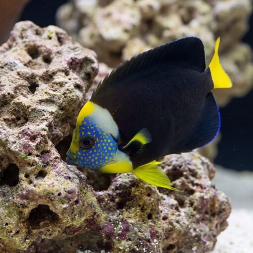 False Personifer Angelfish - Image 3