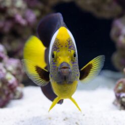 Alternative view of False Personifer Angelfish