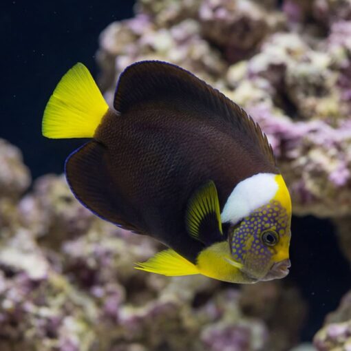 False Personifer Angelfish - Image 4