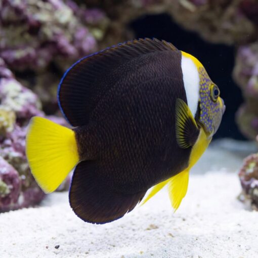 False Personifer Angelfish - Image 5