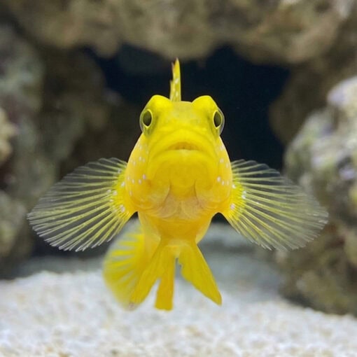 Spotted Watchman Shrimpgoby - Image 2