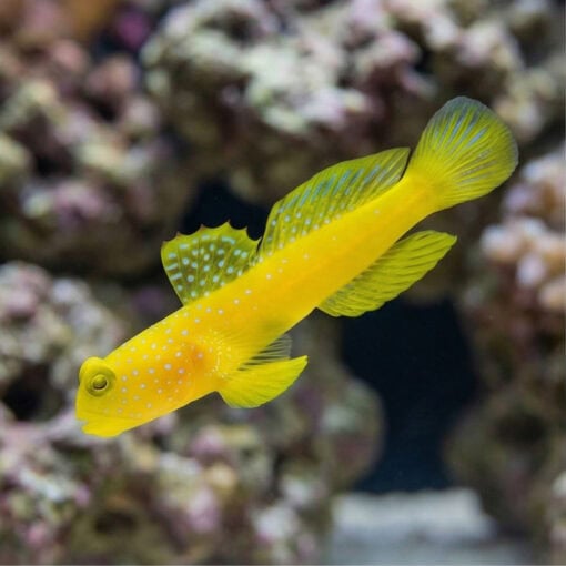 Spotted Watchman Shrimpgoby - Image 3