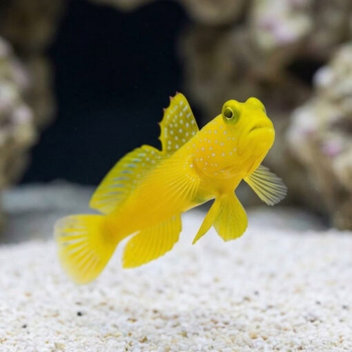 Spotted Watchman Shrimpgoby - Image 4
