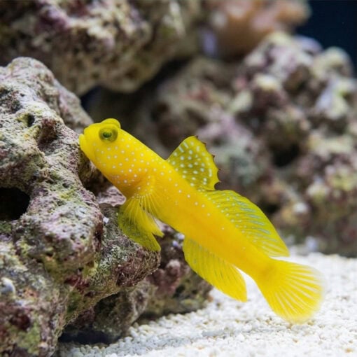 Spotted Watchman Shrimpgoby - Image 5
