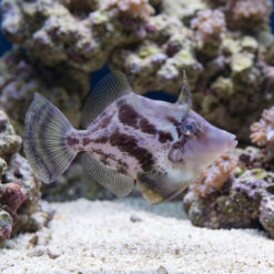 Fan Bellied Filefish