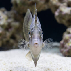 Alternative view of Fan Bellied Filefish