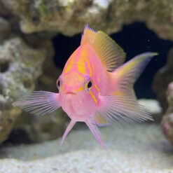 Alternative view of Sunburst Anthias