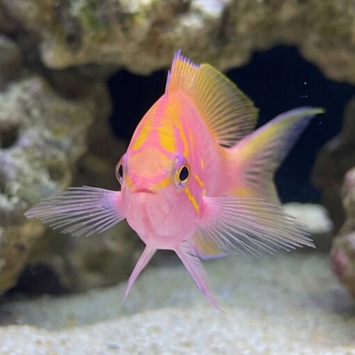 Sunburst Anthias - Image 2