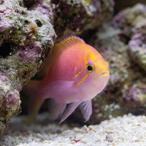 Sunburst Anthias - Image 3