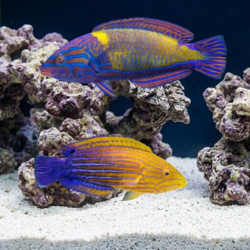 Femininus Wrasse