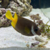 Fiji Bicolor Foxface