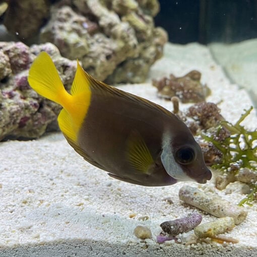 Fiji Bicolor Foxface