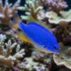 Fiji Devil Damsel