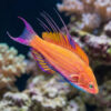 Filament Flasher Wrasse