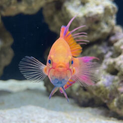 Alternative view of Filament Flasher Wrasse