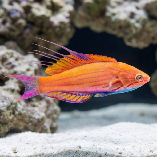Filament Flasher Wrasse - Image 3