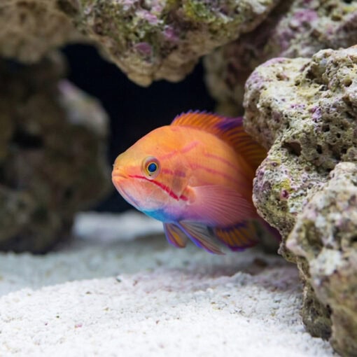 Filament Flasher Wrasse - Image 4