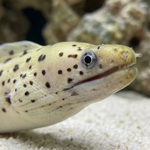 Yellow Head (Fimbriated) Moray Eel - Image 2