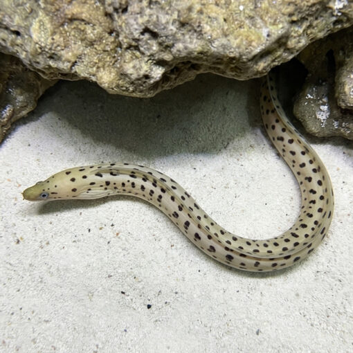 Yellow Head (Fimbriated) Moray Eel - Image 4