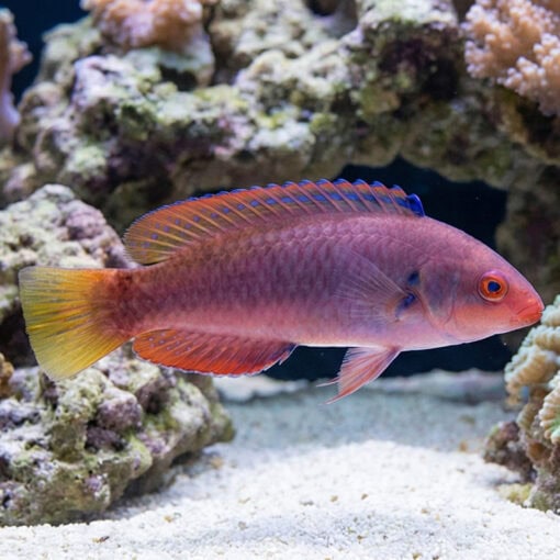 Dotted Fairy Wrasse - Image 4