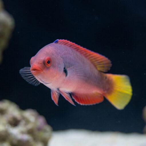 Dotted Fairy Wrasse - Image 5