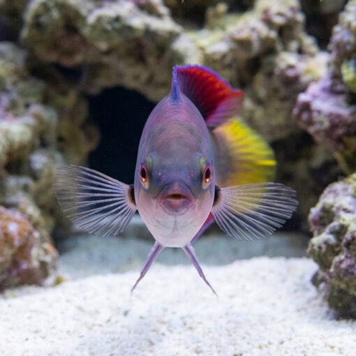 Dotted Fairy Wrasse - Image 2