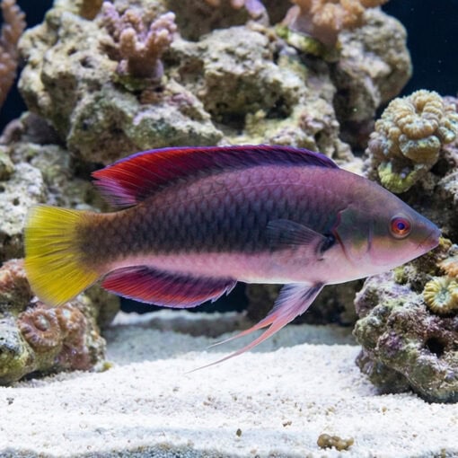 Dotted Fairy Wrasse - Image 3